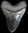 Serrated, Black, Fossil Megalodon Tooth - Georgia #56352-2